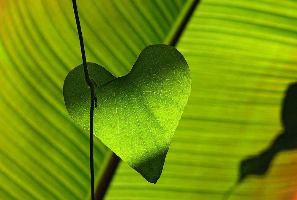 Meditazione 3: IN ASCOLTO DEL CUORE